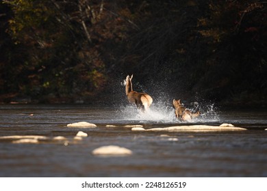 Grey wolf close-up chasing down isolated hind in the river current - Shutterstock ID 2248126519