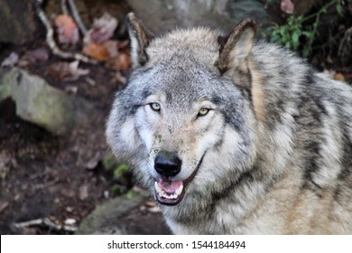 Grey Wolf Closeup. Open Mouth. Teeth.  Outdoors 