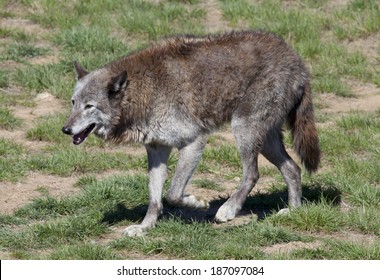 Grey Wolf At A Colorado Wildlife Refuge.