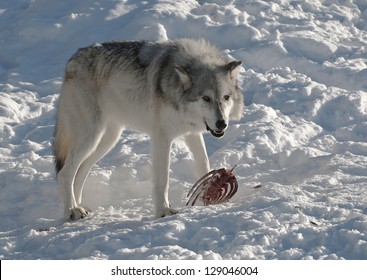 Grey Wolf Eating Carcass Yellowstone National Stock Photo (Edit Now