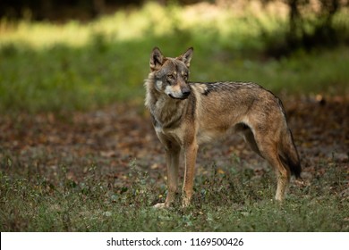 Grey Wolf In The Forest