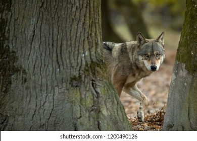 Grey Wolf In The Forest