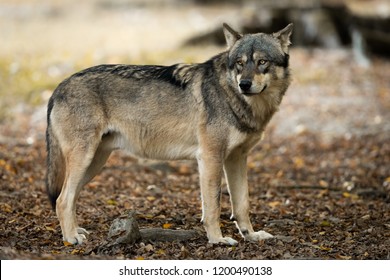 Grey Wolf In The Forest