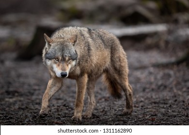 Grey Wolf In The Forest