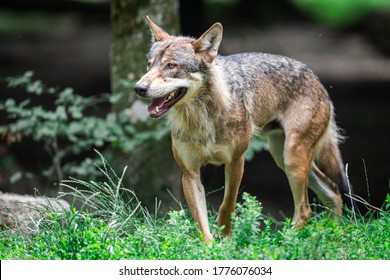 Grey wolf in the forest