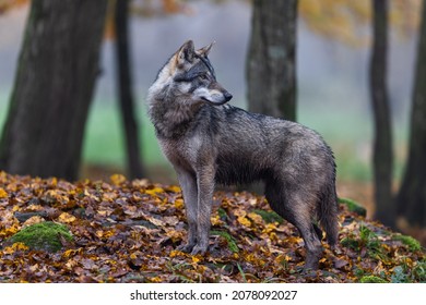 A Grey Wolf In The Forest