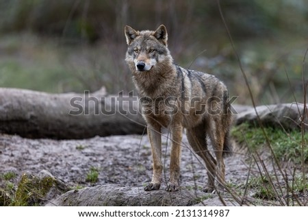 Grey wolf in the forest