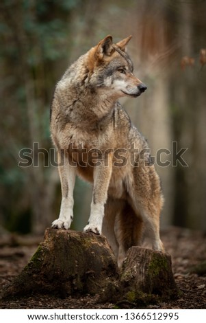 Grey wolf in the forest during the spring