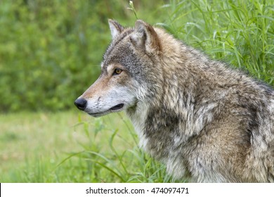 Grey Wolf Head In Profile