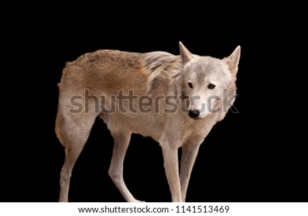 Grey wolf isolated on black