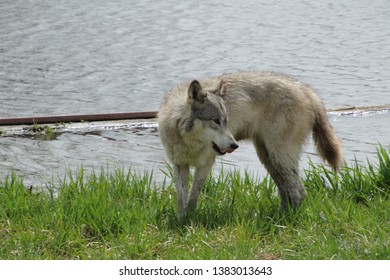 Grey Wolf Licking Its Lips