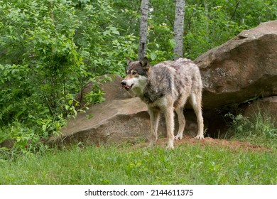 Grey Wolf Licking Its Lips