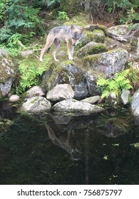 Grey wolf looking at