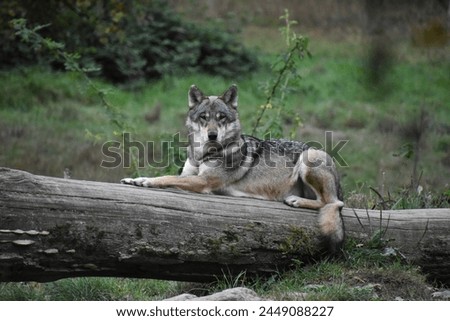 Grey wolf lying on a fallen tree trunk covered with moss, head raised, staring at the camera, with foliage in the background.