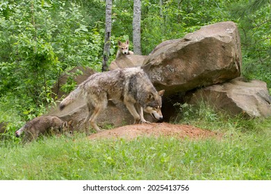 Grey Wolf Mother And Pup At Den