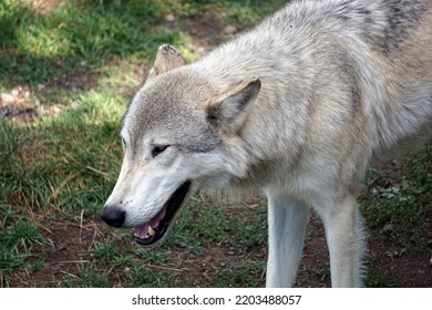 Grey Wolf With Open Mouth