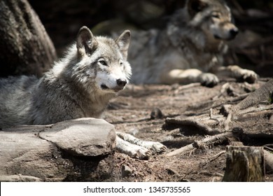 Grey Wolf Pack