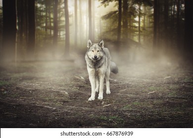 Grey Wolf  Portrait - captive animal Magical forest dawn