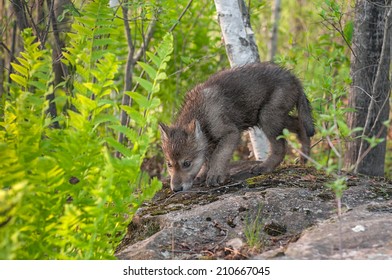 Grey Wolf Pup (Canis lupus) Sniffs Atop Rock - captive animal