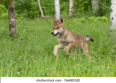 Grey Wolf Pup Running Through Woods
