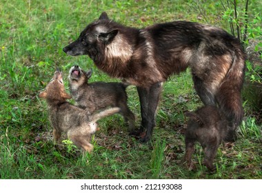 Grey Wolf Pups (Canis lupus) Beg Mother - captive animals