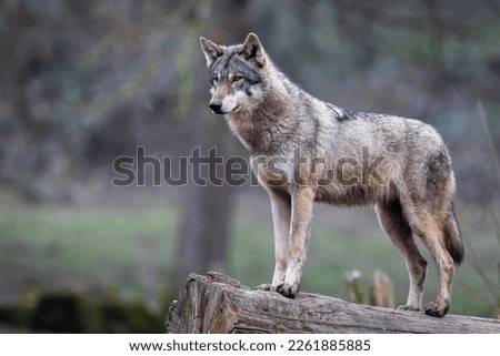 A grey wolf resting in the forest