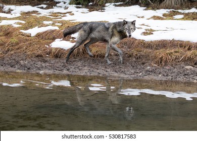 grey wolf running along a river bank in winter