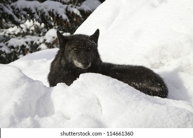 Grey Wolf in the snow