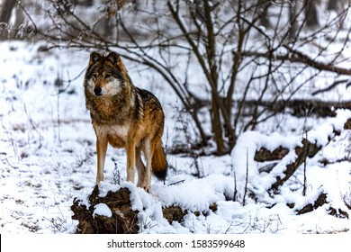 Grey wolf in the snowy  forest. - Shutterstock ID 1583599648