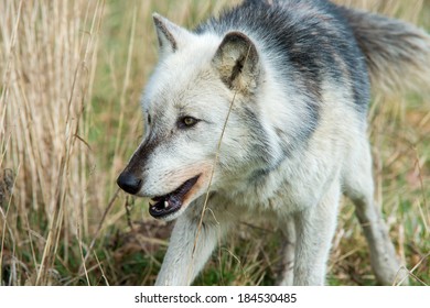 Grey Wolf Stalking Through Long Yellow Stock Photo 184530485 | Shutterstock