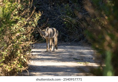 A grey wolf stands in the middle of an earthen pathway surrounded by tall trees in a forest - Powered by Shutterstock