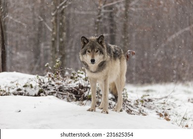 Grey Wolf Timber Wolf Stock Photo 231625354 | Shutterstock