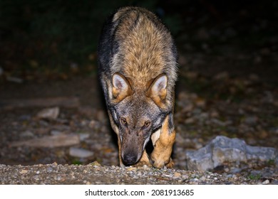 Grey Wolf Walking At Night In Parnitha Mountain To Found Food