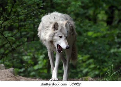 Grey Wolf Yawning