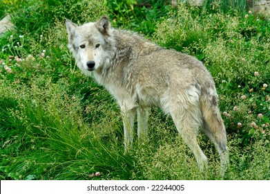 Grey Wolf In Yellowstone National Park