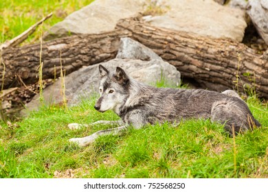 Grey Wolve Jasper National Park Canada