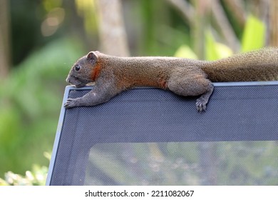 Grey-bellied Squirrel (Callosciurus Caniceps) Sitting On A Empty Lounge Chair In Tropical Garden, Animals Of Southeast Asia