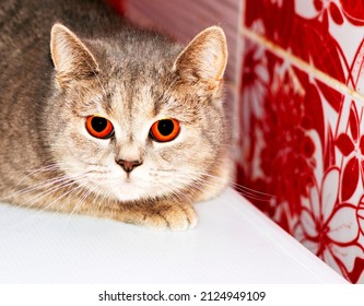 チンチラ 猫 の写真素材 画像 写真 Shutterstock