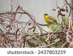 Grey-crowned yellowthroat in some bushes