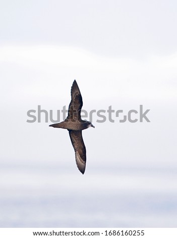 Grey-faced Petrel (Pterodroma gouldi) in flight over the ocean off the Californian coast, USA. Extreme rare vagrant from New Zealand waters.