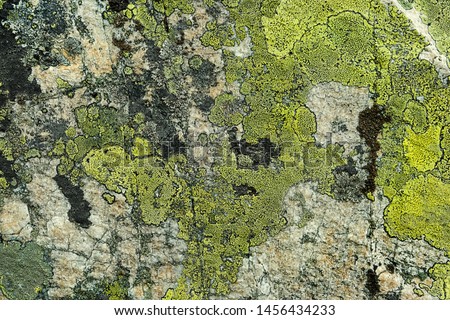 Grey-green natural stone background with rough textured surface and Lichen Moss. full frame grunge old stone backdrop close up. template for design