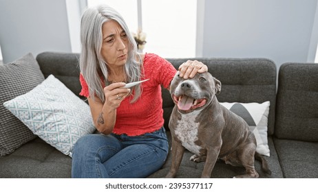 A grey-haired middle-aged woman, at home, seriously concentrated on measuring her dog's fever with a thermometer, touching her beloved pet, together in the living room - Shutterstock ID 2395377117