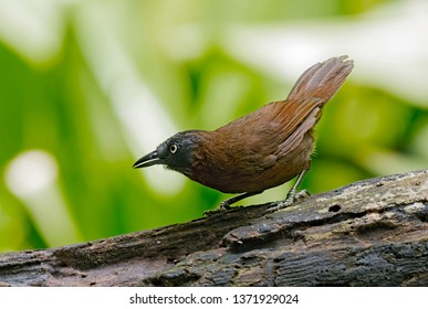 Grey-headed Babbler (Stachyris poliocephala). Photograph this bird at open area. Its natural habitat is subtropical or tropical moist lowland forest. Photo taken at Selangor, Malaysia.