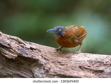 The Grey-headed Babbler (Stachyris poliocephala) is a species of bird in the Timaliidae family. It is found in Brunei, Indonesia, Malaysia, and Thailand. Its natural habitat is subtropical or tropical