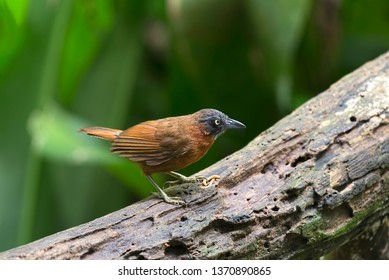 The Grey-headed Babbler (Stachyris poliocephala) is a species of bird in the Timaliidae family. It is found in Brunei, Indonesia, Malaysia, and Thailand. Its natural habitat is subtropical or tropical
