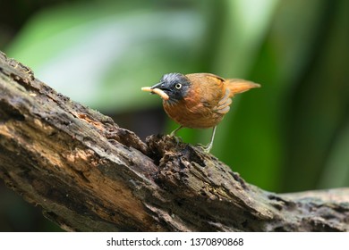 The Grey-headed Babbler (Stachyris poliocephala) is a species of bird in the Timaliidae family. It is found in Brunei, Indonesia, Malaysia, and Thailand. Its natural habitat is subtropical or tropical