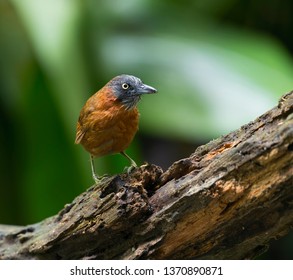 The Grey-headed Babbler (Stachyris poliocephala) is a species of bird in the Timaliidae family. It is found in Brunei, Indonesia, Malaysia, and Thailand. Its natural habitat is subtropical or tropical