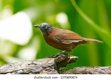 The Grey-headed Babbler (Stachyris poliocephala) is a species of bird in the Timaliidae family. It is found in Brunei, Indonesia, Malaysia, and Thailand. Its natural habitat is subtropical or tropical
