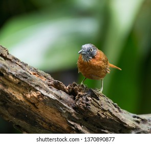 The Grey-headed Babbler (Stachyris poliocephala) is a species of bird in the Timaliidae family. It is found in Brunei, Indonesia, Malaysia, and Thailand. Its natural habitat is subtropical or tropical