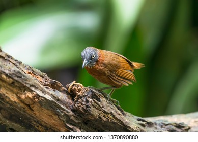 The Grey-headed Babbler (Stachyris poliocephala) is a species of bird in the Timaliidae family. It is found in Brunei, Indonesia, Malaysia, and Thailand. Its natural habitat is subtropical or tropical